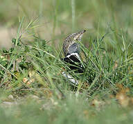 Little Bustard