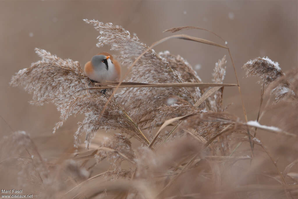 Bearded Reedling male adult post breeding, habitat, Behaviour