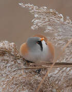 Bearded Reedling