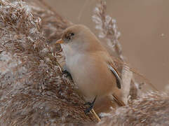 Bearded Reedling