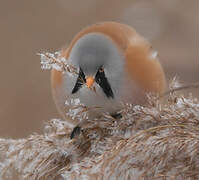 Bearded Reedling