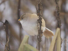 Bearded Reedling