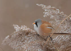 Bearded Reedling