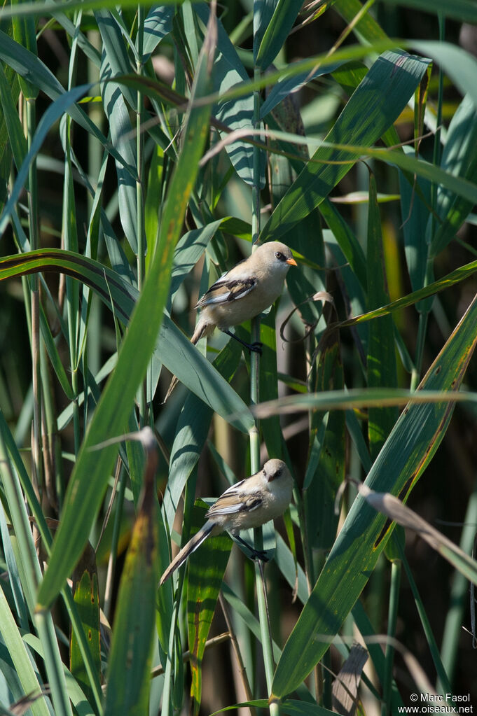 Bearded Reedling, identification, Reproduction-nesting