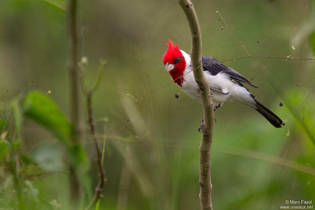 Red-crested Cardinaladult, identification, eats