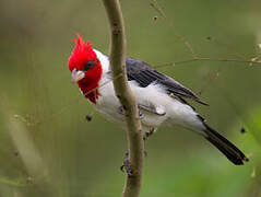 Red-crested Cardinal