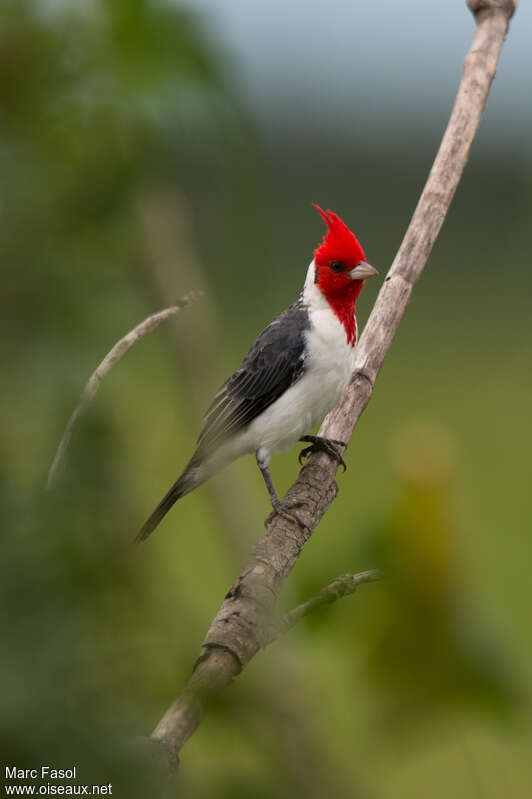 Red-crested Cardinaladult, identification