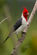 Red-crested Cardinal