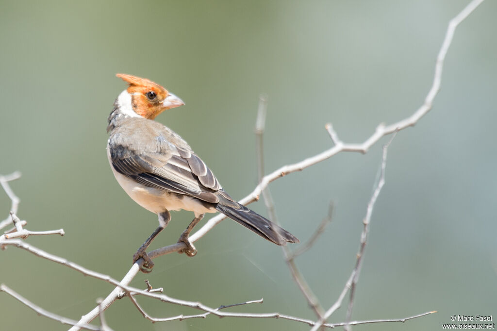 Red-crested Cardinalimmature, identification