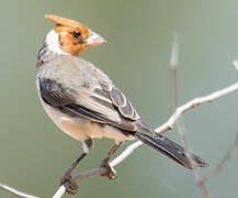 Red-crested Cardinal