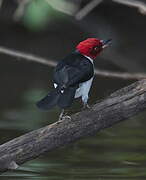 Red-capped Cardinal