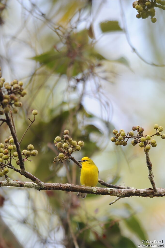 Blue-winged Warbler male adult breeding, identification