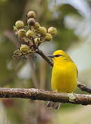 Blue-winged Warbler