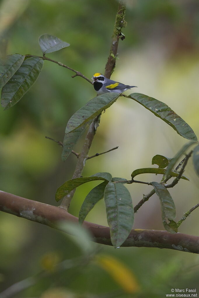 Golden-winged Warbler male, identification