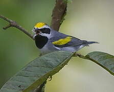 Golden-winged Warbler