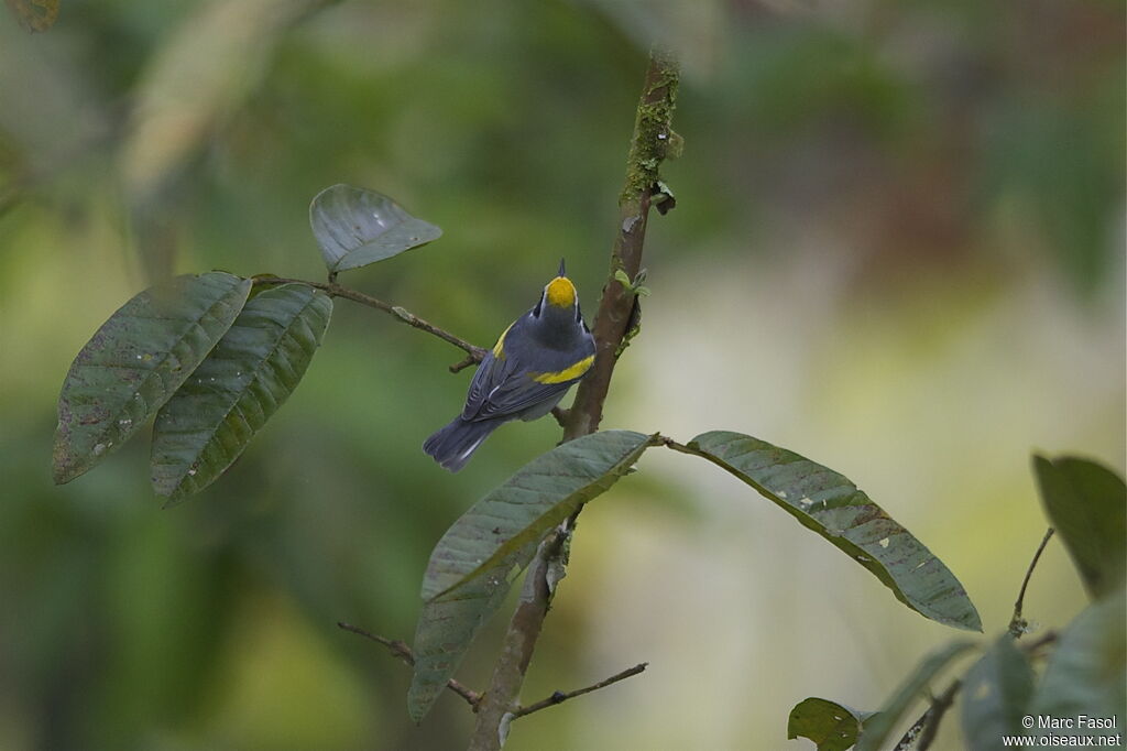 Golden-winged Warbleradult, identification