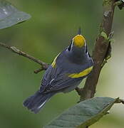 Golden-winged Warbler