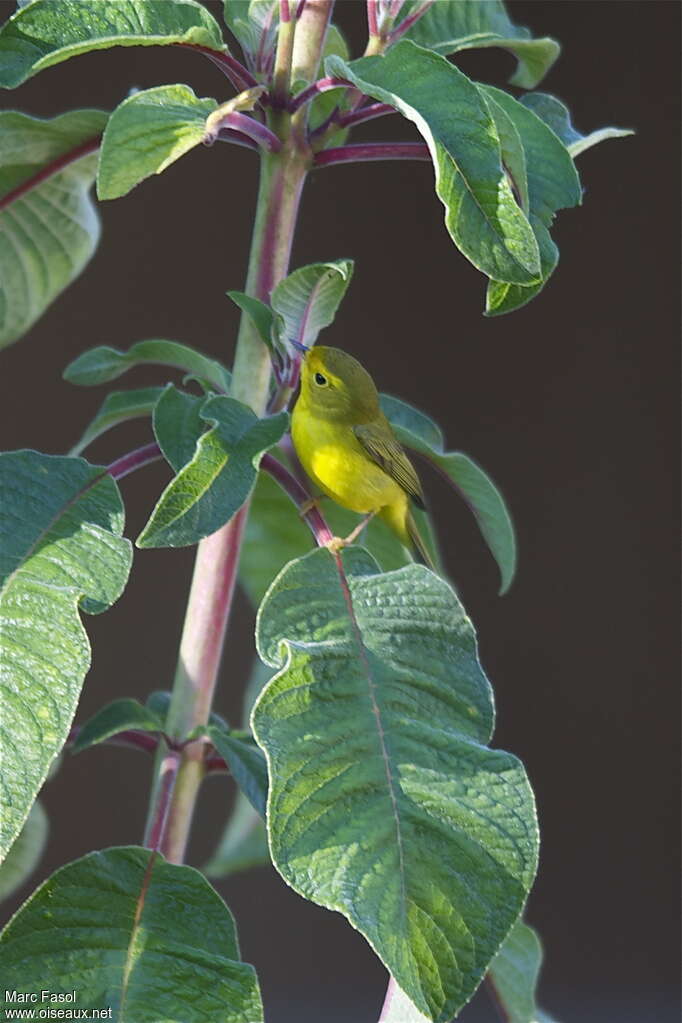 Wilson's Warbler female First year, identification