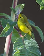 Wilson's Warbler