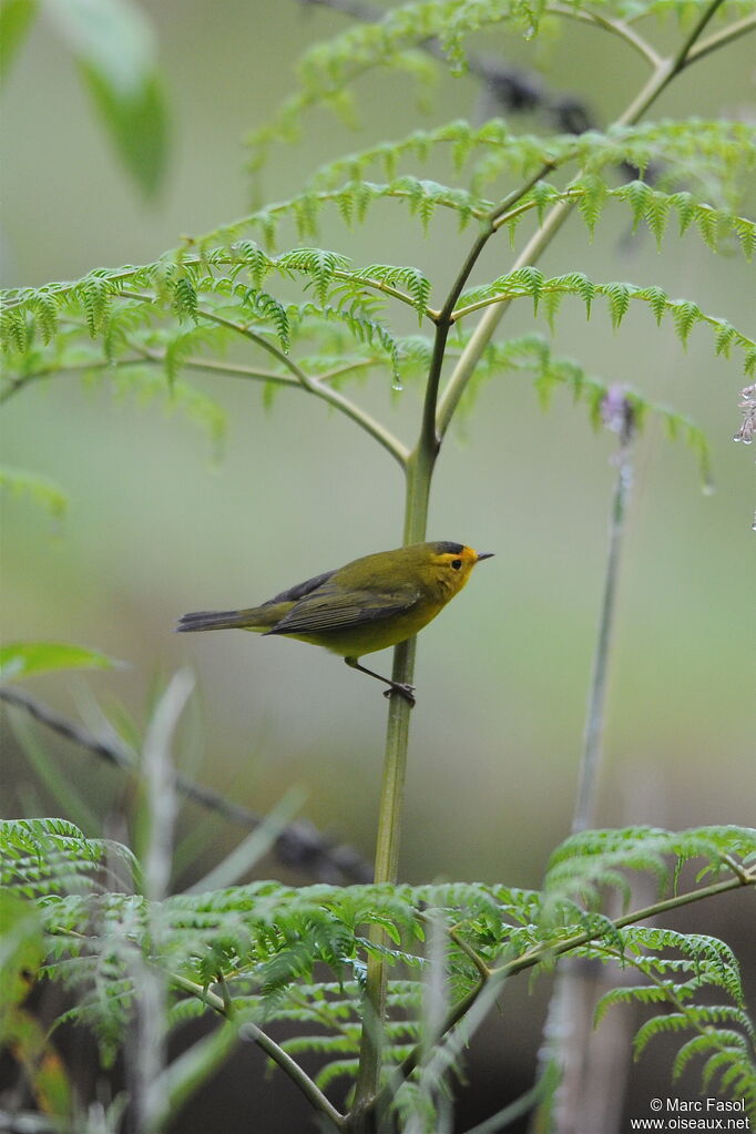 Wilson's Warbler male adult, identification