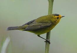 Wilson's Warbler