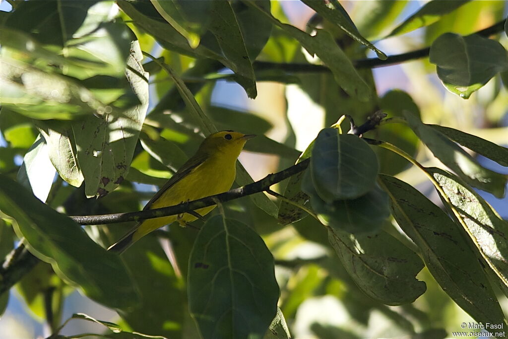 Wilson's Warbler male adult, identification