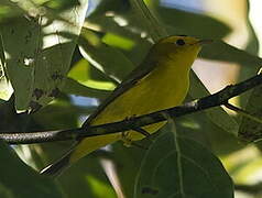 Wilson's Warbler