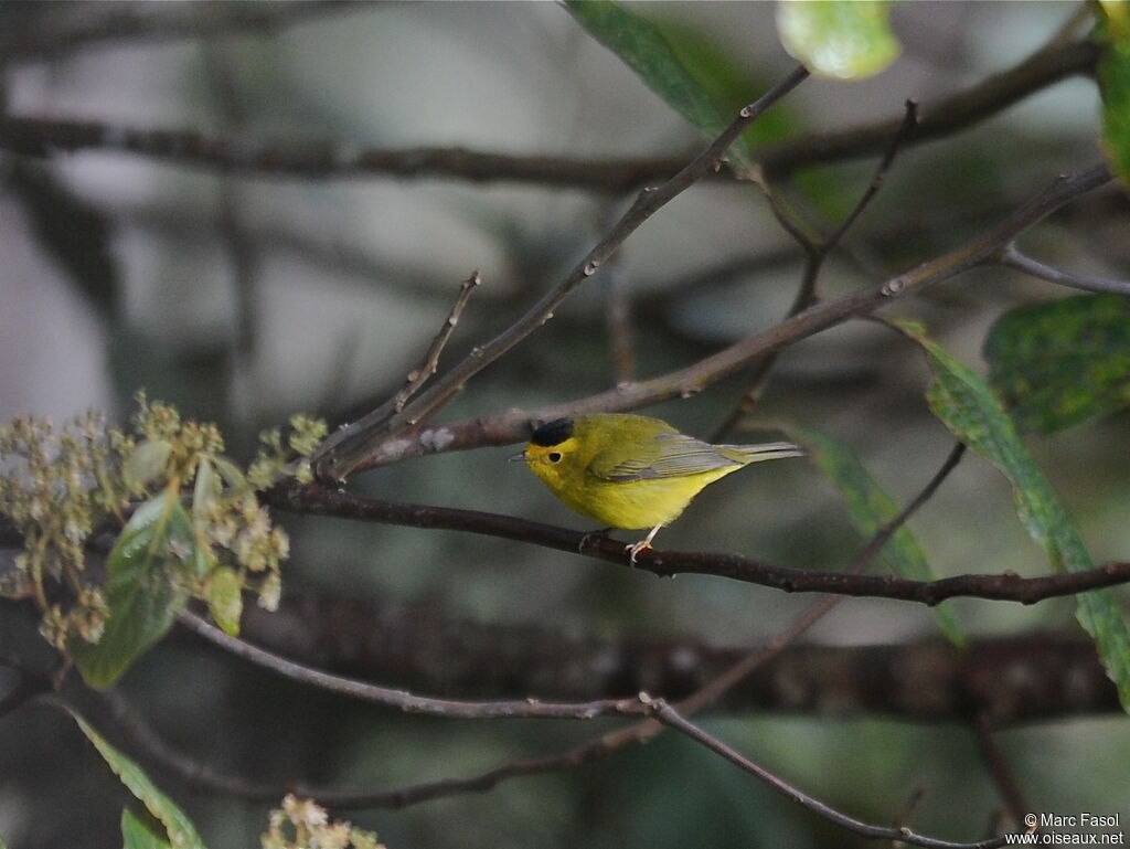 Wilson's Warbler male adult breeding, identification