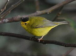 Wilson's Warbler