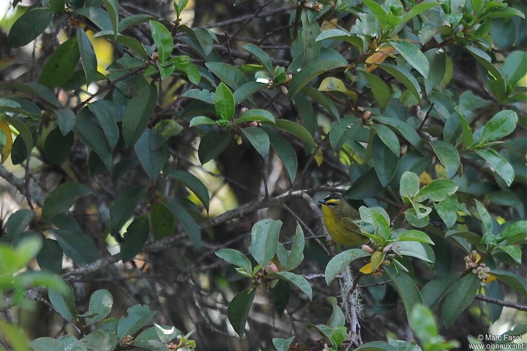 Black-crested Warbleradult, identification