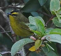 Black-crested Warbler