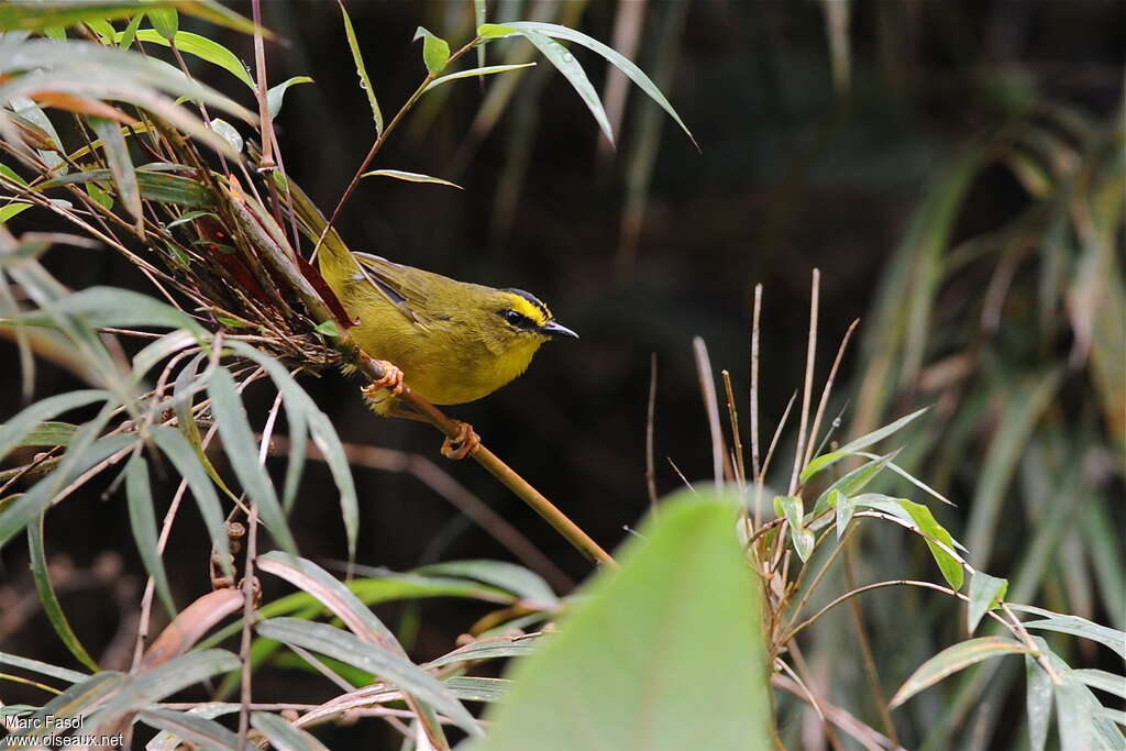 Black-crested Warbleradult, habitat, pigmentation, Behaviour