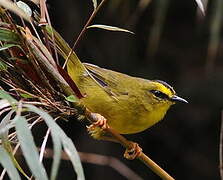 Black-crested Warbler