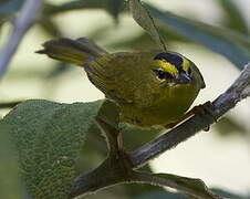 Black-crested Warbler