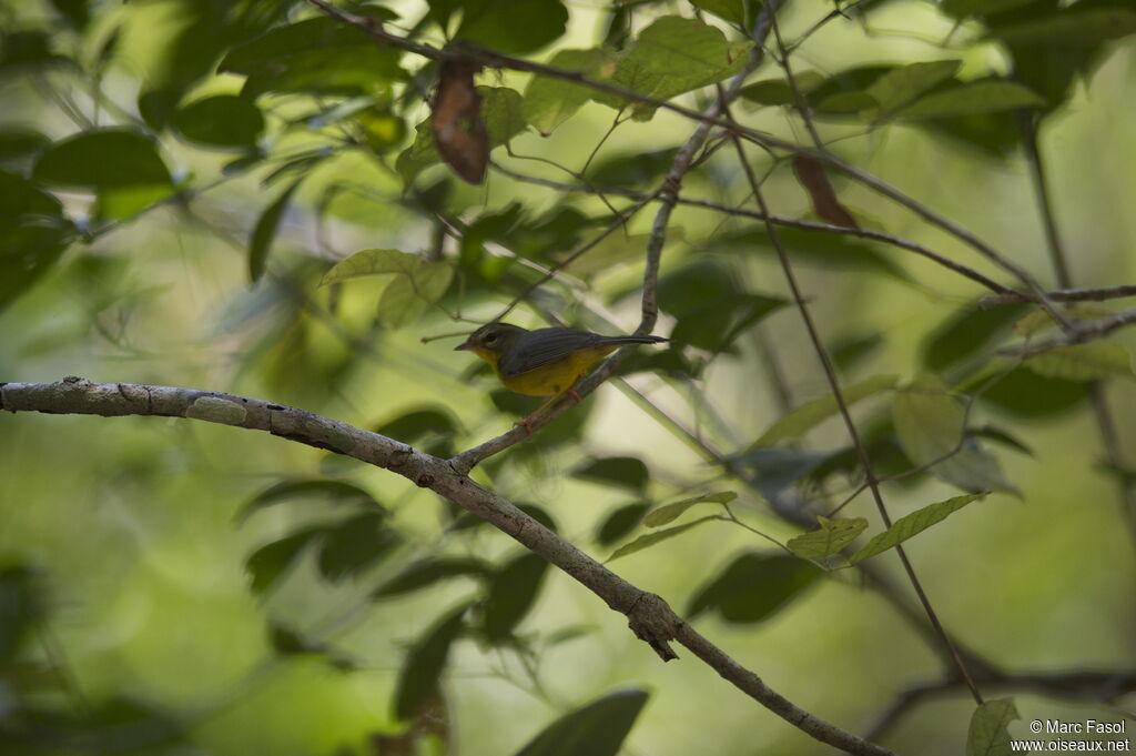 Golden-crowned Warbleradult breeding, identification