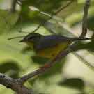 Paruline à couronne dorée