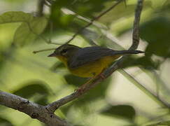 Golden-crowned Warbler