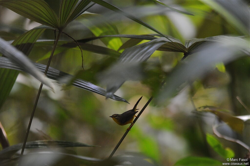 Golden-crowned Warbleradult breeding, identification, Behaviour