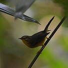 Paruline à couronne dorée