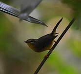 Paruline à couronne dorée