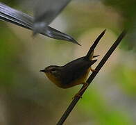 Golden-crowned Warbler