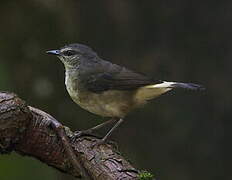 Buff-rumped Warbler