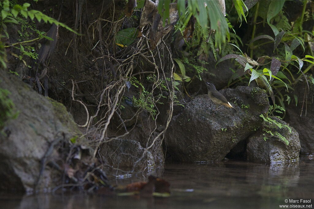 Buff-rumped Warbleradult, identification, Behaviour