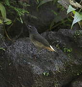 Buff-rumped Warbler