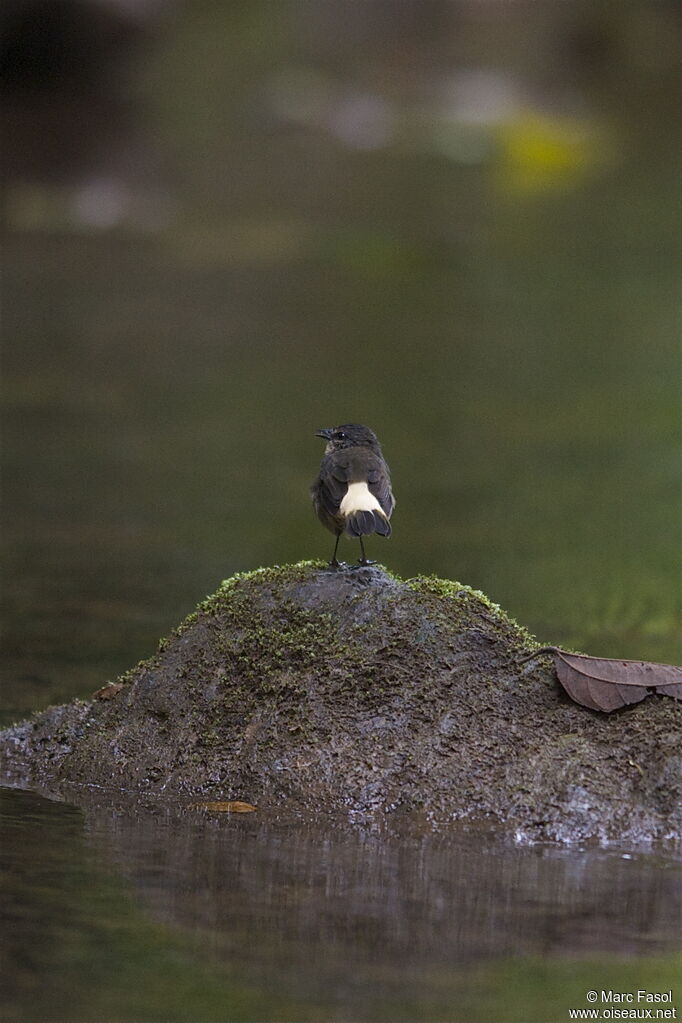 Buff-rumped Warbleradult, identification