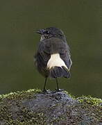 Buff-rumped Warbler