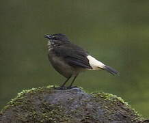 Buff-rumped Warbler