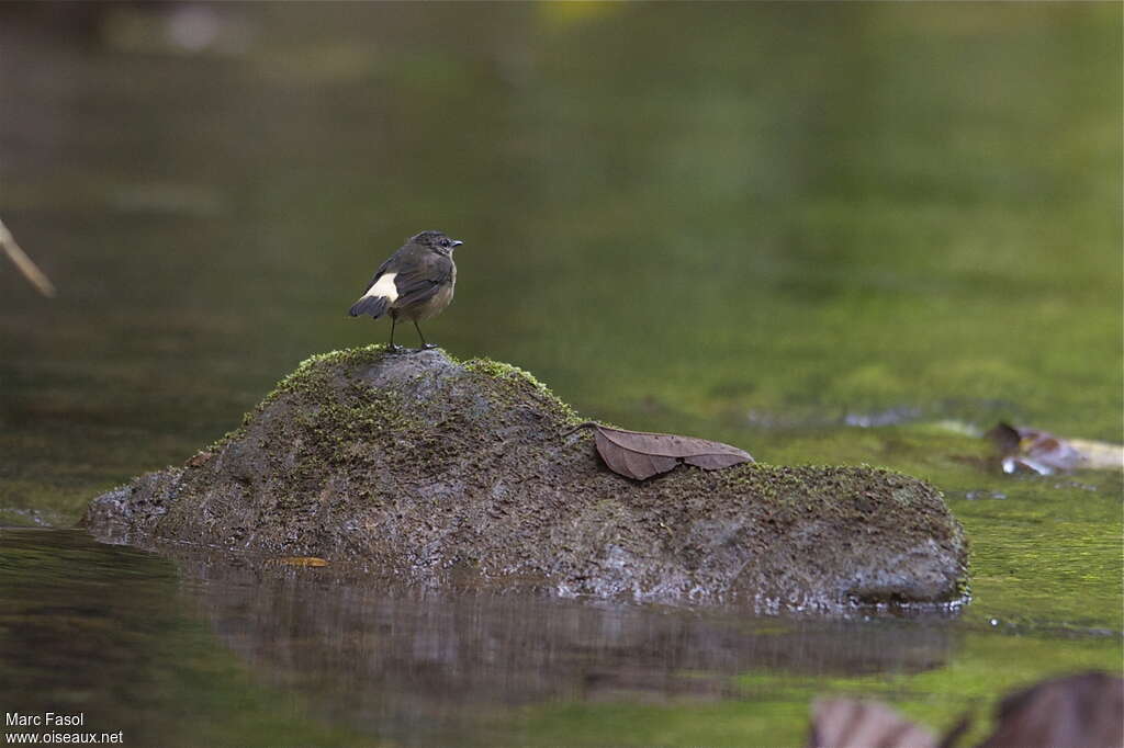 Buff-rumped Warbleradult, habitat, Behaviour