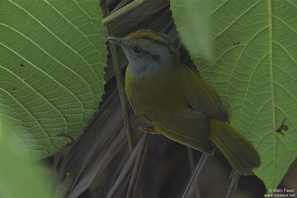 Russet-crowned Warbleradult, identification