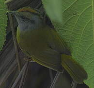 Russet-crowned Warbler